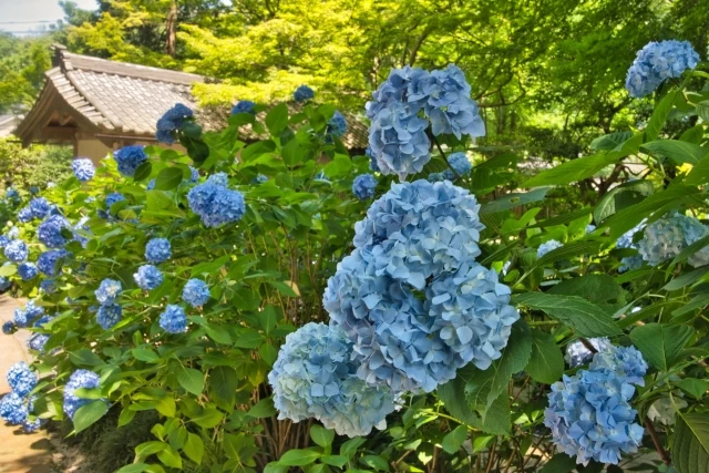 鎌倉】紫陽花の見頃と美しいお寺5選！旅色コンシェルジュ・吉川が選出｜旅色LIKES