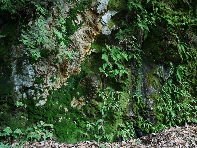ホンモンジゴケが世界で最初に見つかったのは17世紀のコロンビアの滝の岸壁。自然界では主に銅を含む鉱床に生える（写真は大阪府）。