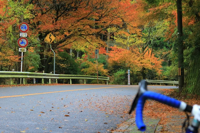 箕面グリーンロードの紅葉。大阪に住んでいた頃の定番コース。