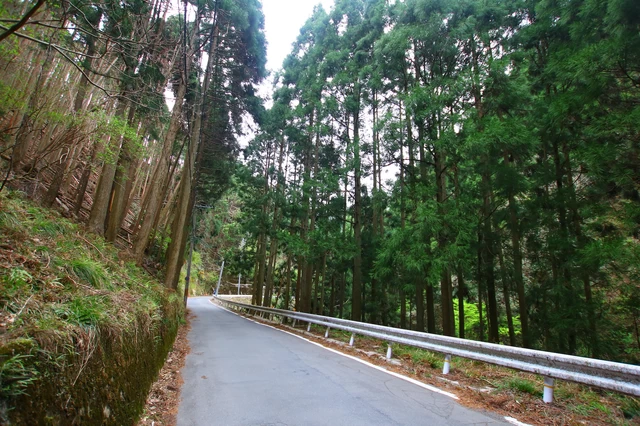 京都の杉林の中を駆け抜けた思い出が懐かしい。