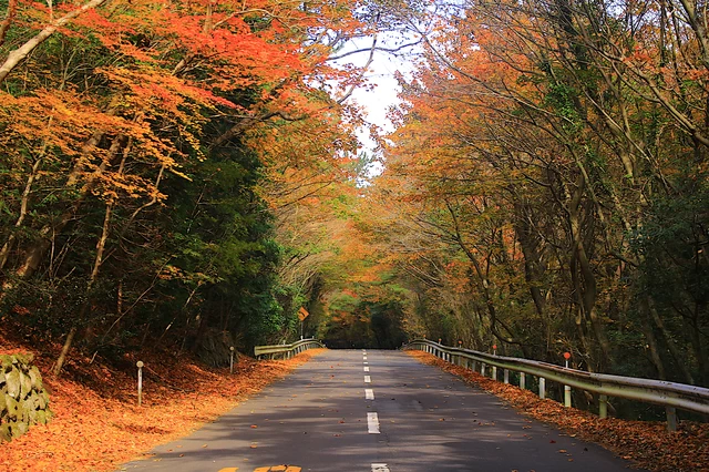 秋の小豆島・寒霞渓道路の紅葉