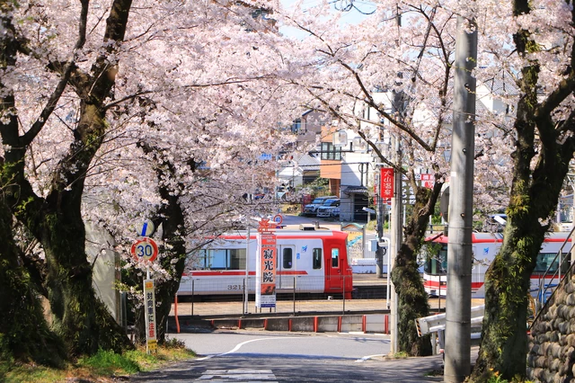 寄り道でタイミングよく犬山で見つけた、まさに“桜坂”という風景。