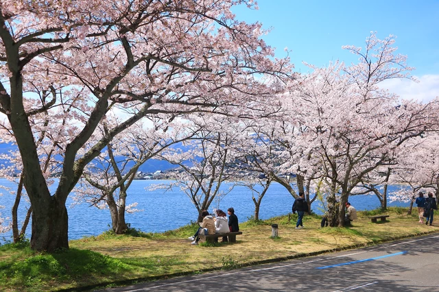 気軽に絶景を！ 春爛漫の桜花見ロングライドの魅力とおすすめスポット 