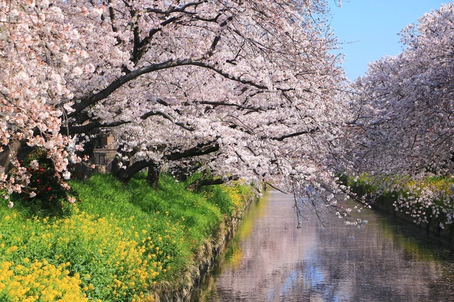 水面に桜が映り込む春の五条川。