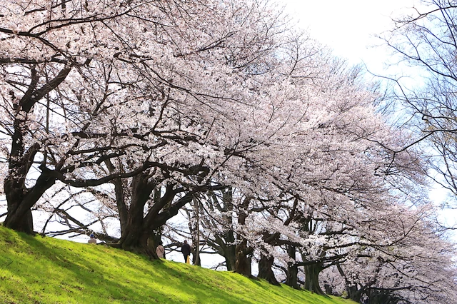小さな区画に見応えある桜並木が連なる。