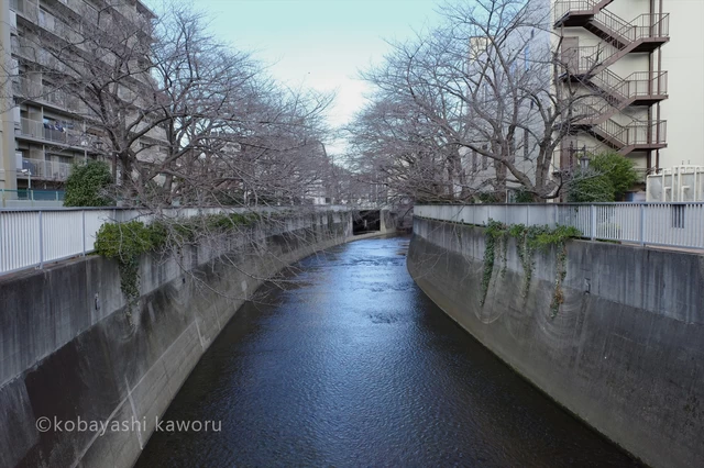 冬の間は殺風景に感じられる神田川が間もなく桜並木に姿を変えます