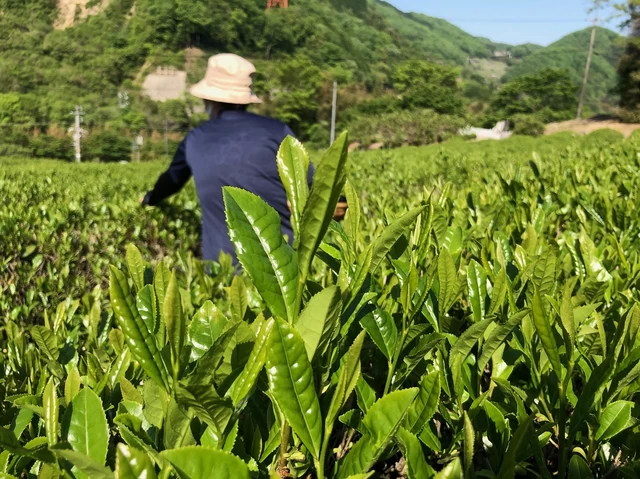 江戸時代から続くという、高梁市で一番古い茶畑でお茶を栽培