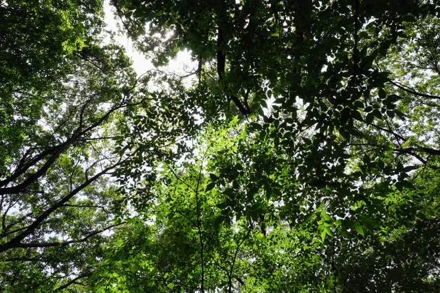 “森の万華鏡”から見た景色