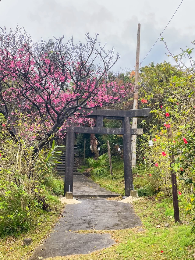 ハイビスカスの近くで桜が咲いているのが、南国らしい景色です。