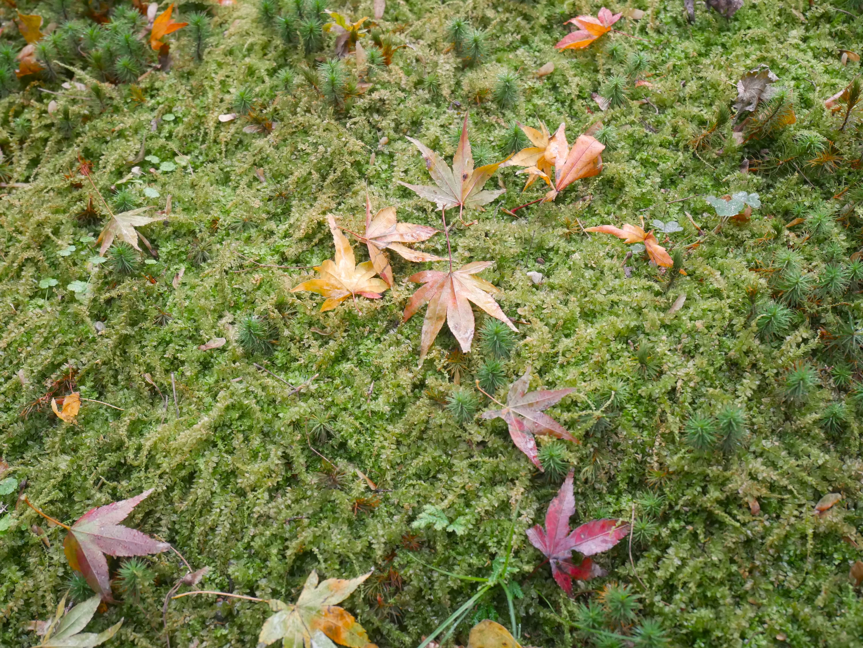 苔の布団の上に舞い落ちるモミジの葉、よき。