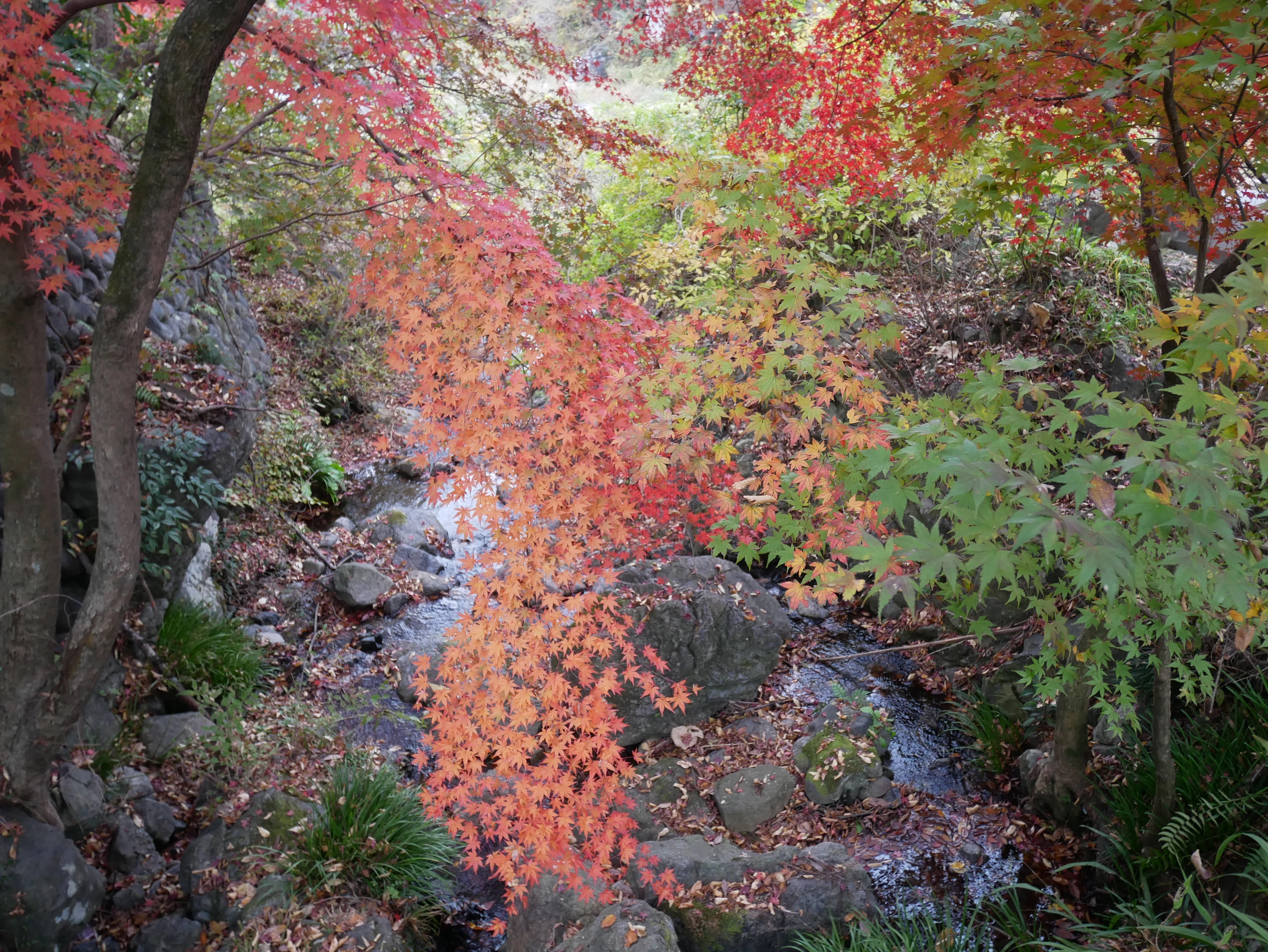 多摩川にながれるせせらぎも紅葉に彩られています。