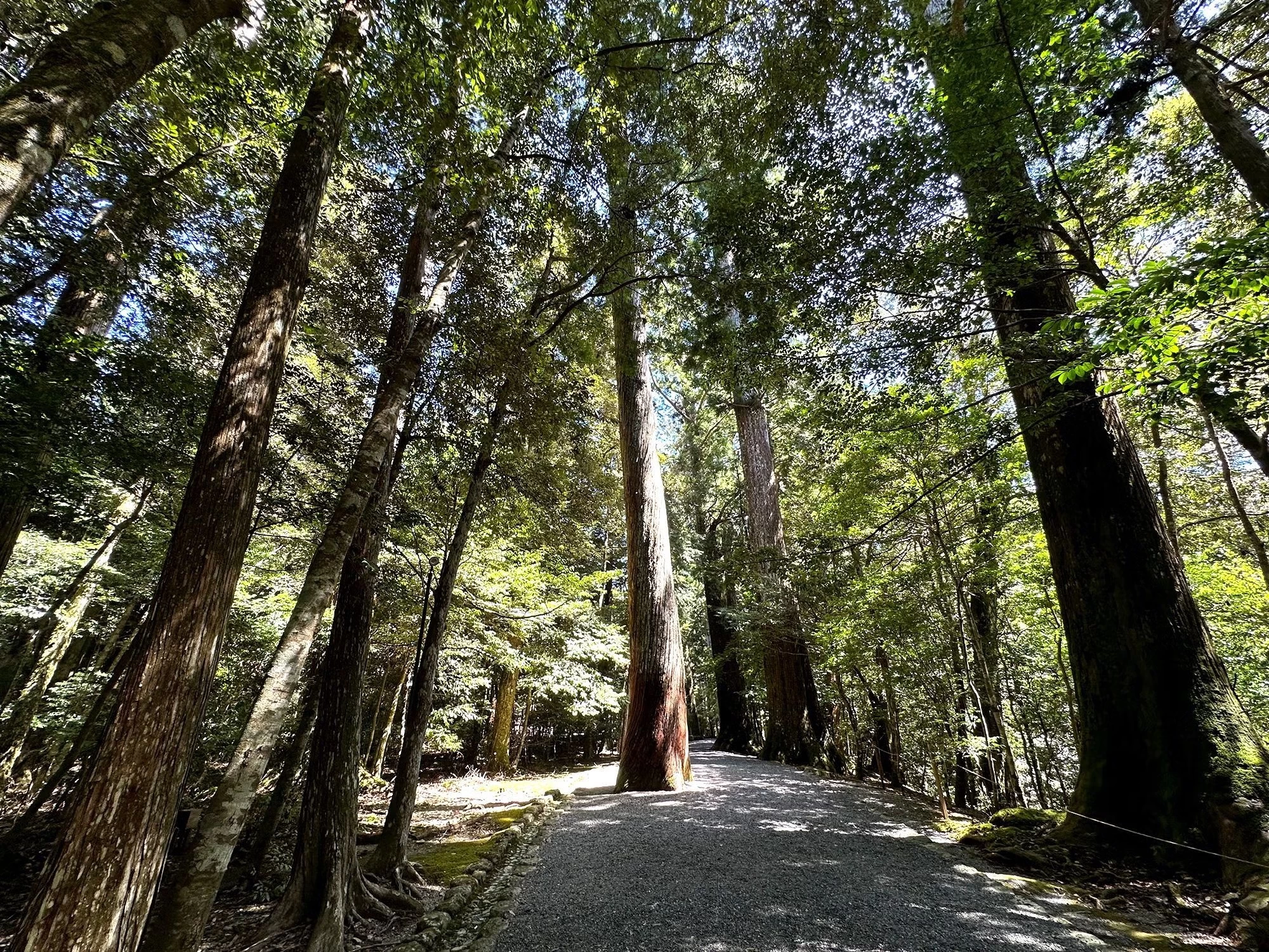 一寸杉 トップ ライター