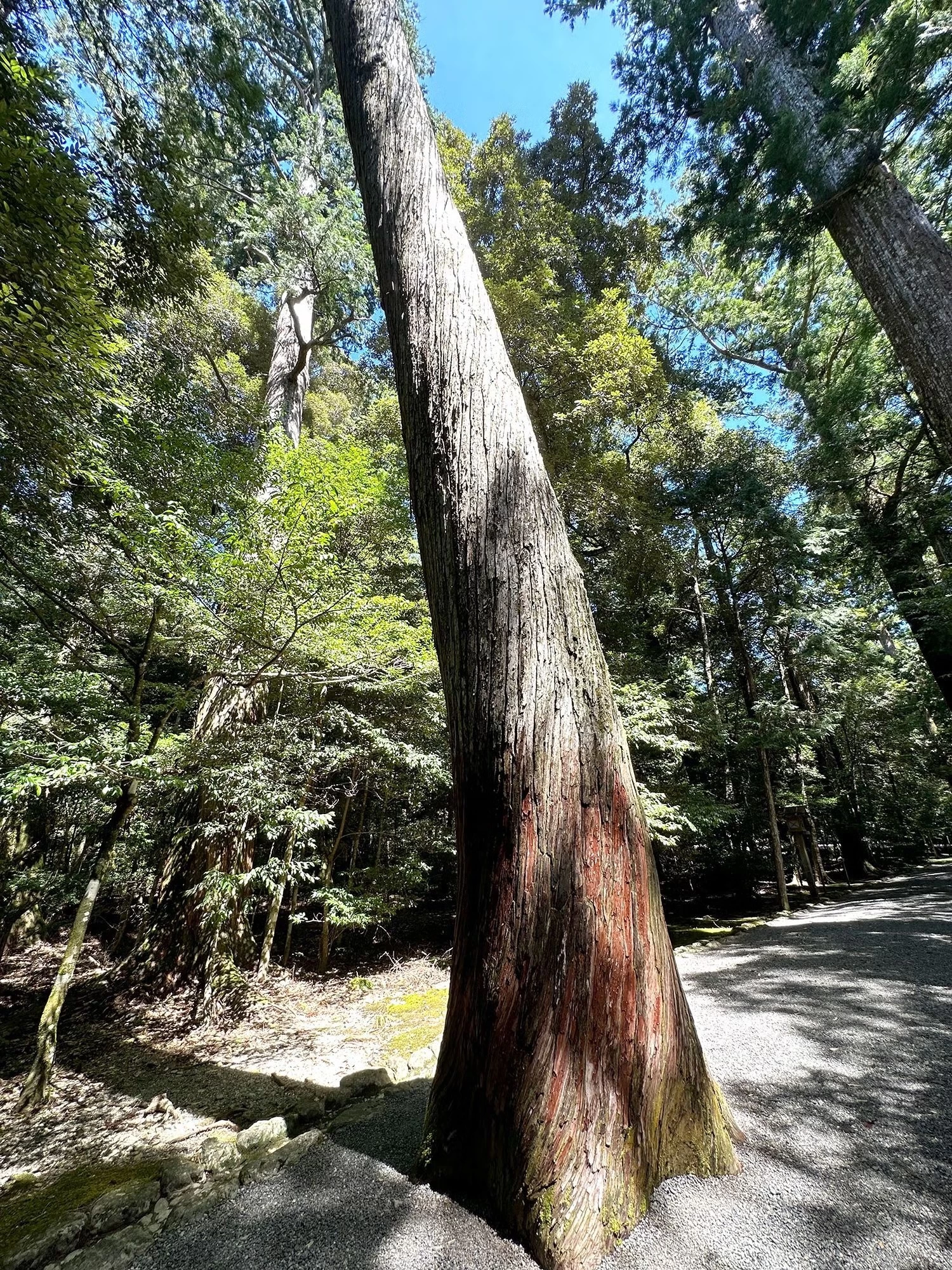 一寸杉 トップ ライター