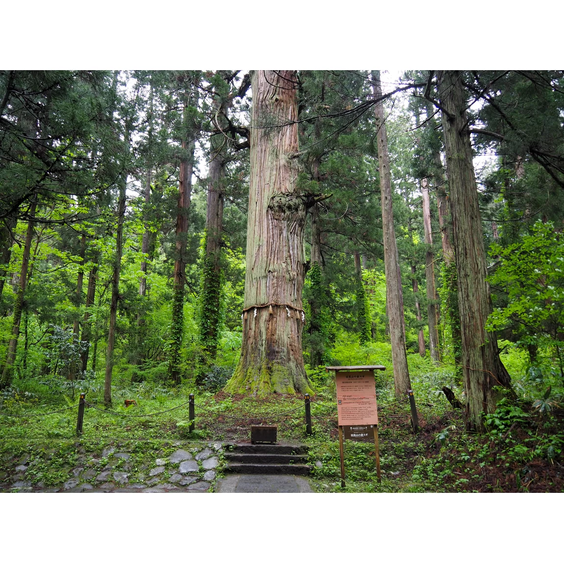 羽黒山の爺スギ　樹齢1000年以上とも言われる国指定天然記念物
