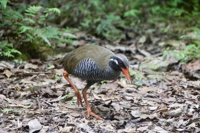 沖縄県北部のやんばる（山原）地域だけに生息している、飛べないクイナ