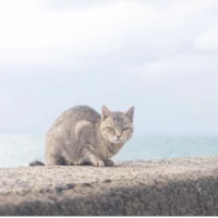 なかいかずみ