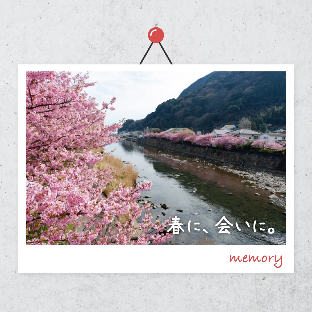 伊豆・河津桜の見頃は2月～3月上旬まで！周辺の花名所も巡る旅