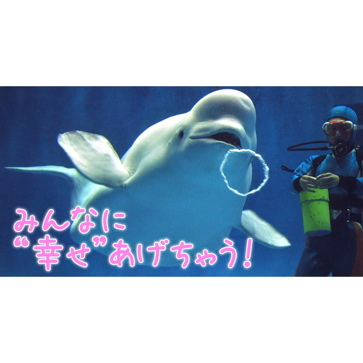 ドルフィンライブ　キツメ 