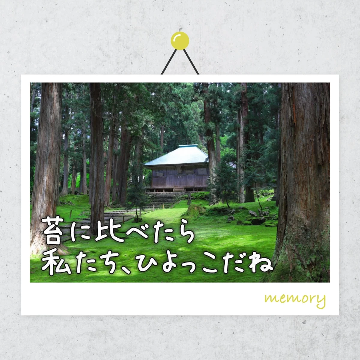 福井で幻想的な苔に感動　平泉寺白山神社へ夫婦旅　