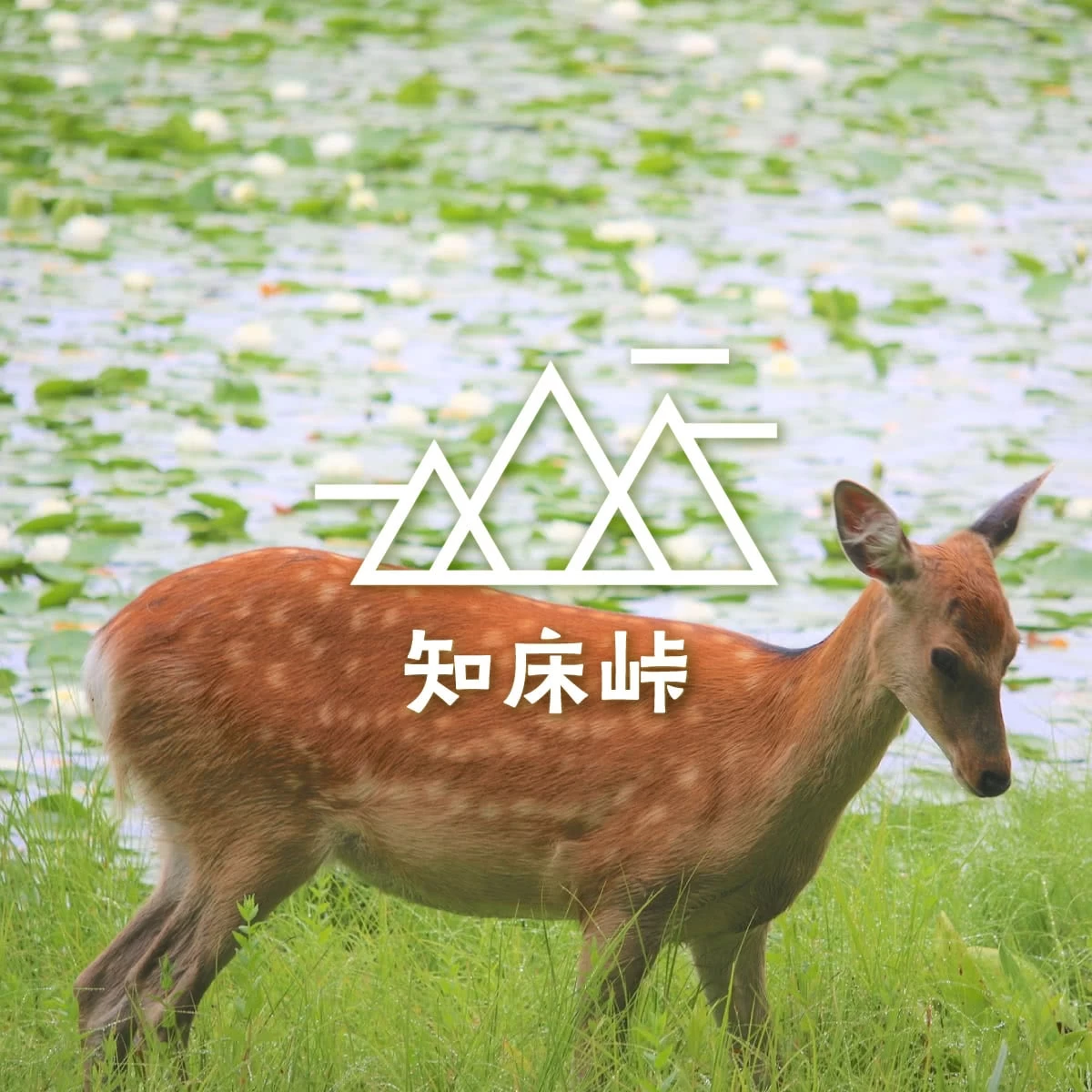 元祖グランピング宿へ　知床で家族ハイキング旅