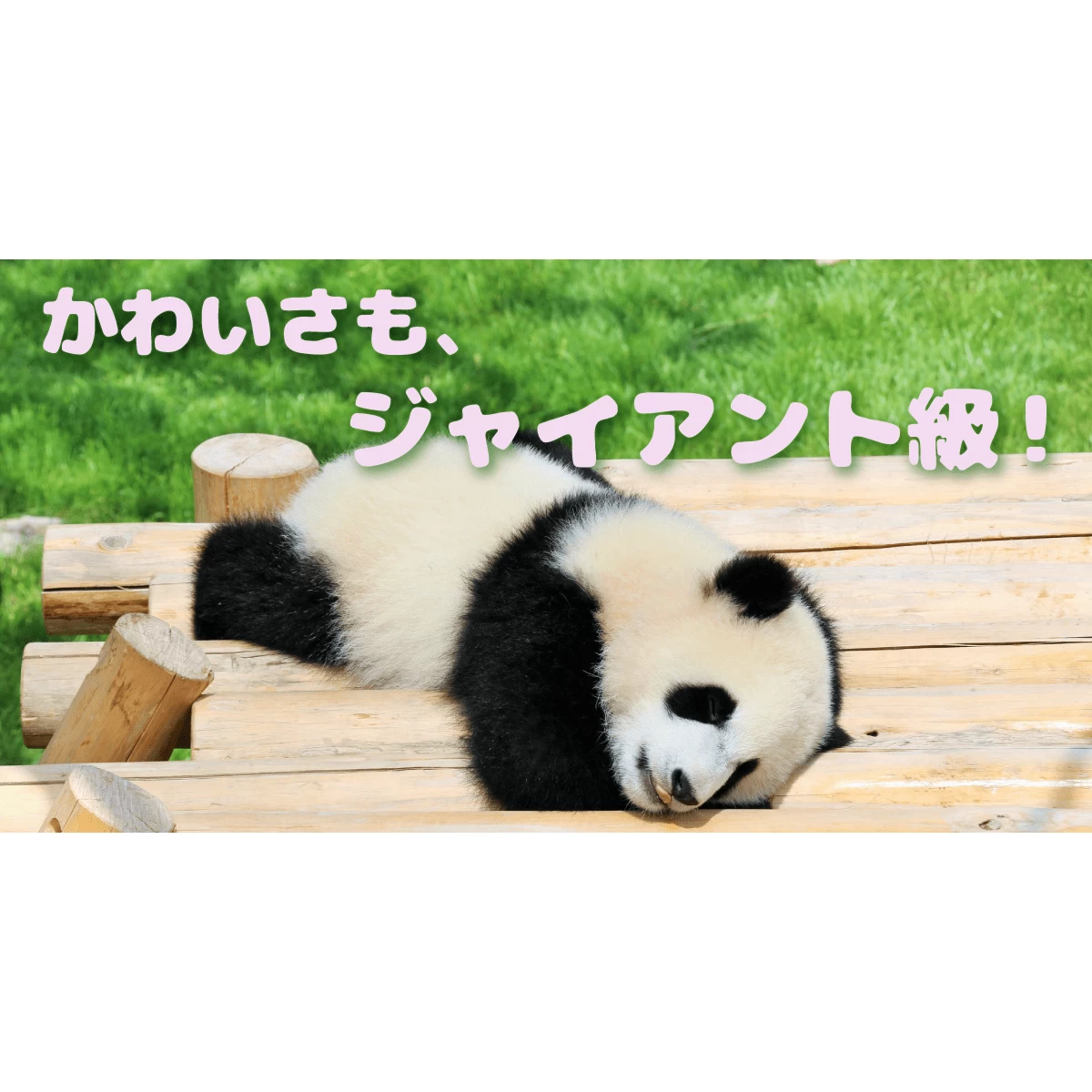 パンダに合いに行こう！ 家族で上野動物園を満喫｜みんなの旅プラン