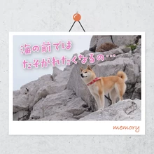 愛犬と和歌山へドライブ　海沿いの絶景を巡る旅　