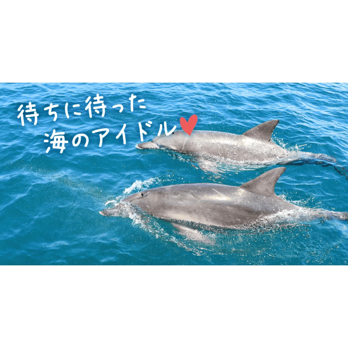 能登島でイルカを見よう｜水族館も楽しむ子連れ旅｜みんなの旅プラン【旅色】｜旅行プランは旅色で。