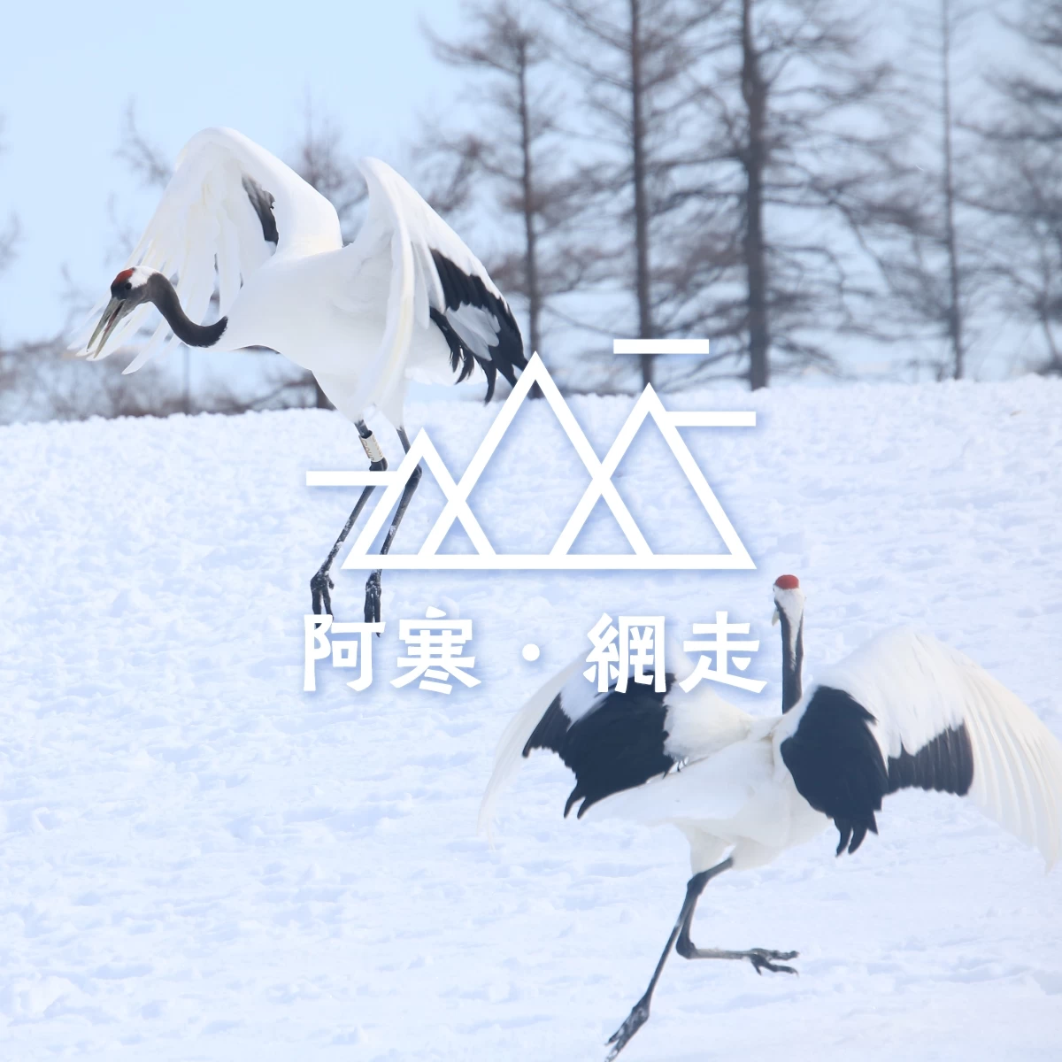 冬の北海道で野鳥を観察　タンチョウに出合う旅