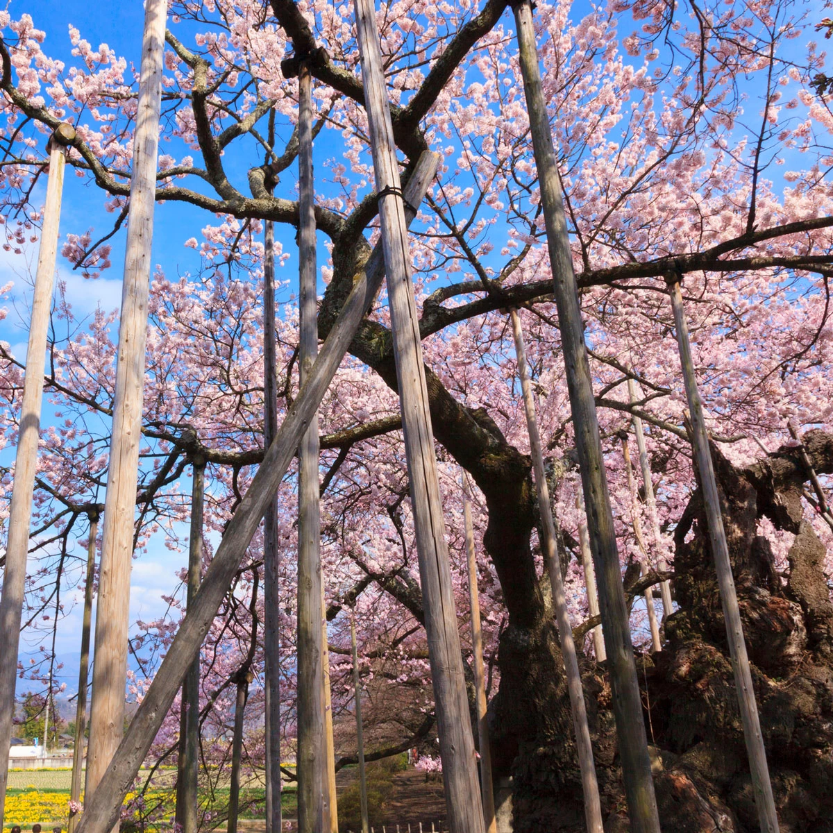 春の山梨・清里へ　　桜と自然を楽しむ女子旅