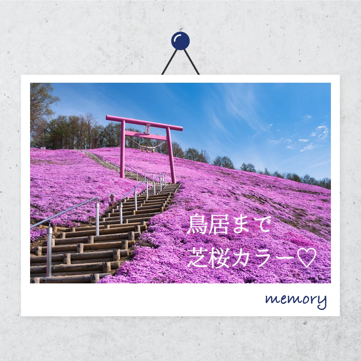 北海道網走の“ひがしもこと芝桜公園”へ！ メルヘンの丘も巡る旅
