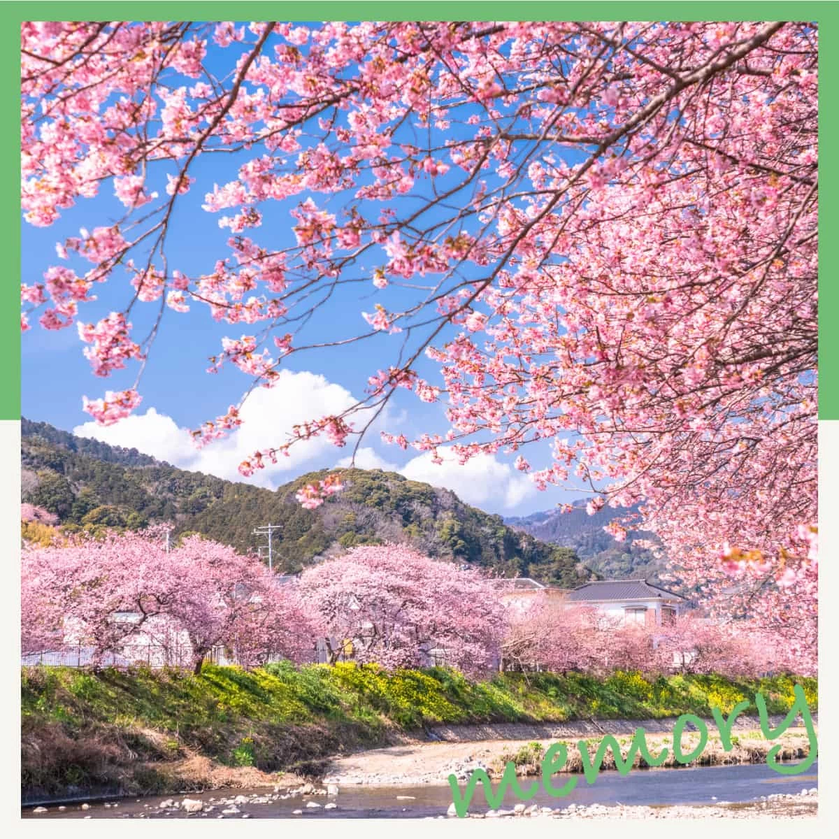 日帰りで静岡の河津桜まつりへ！夜桜も観賞する伊豆デート旅