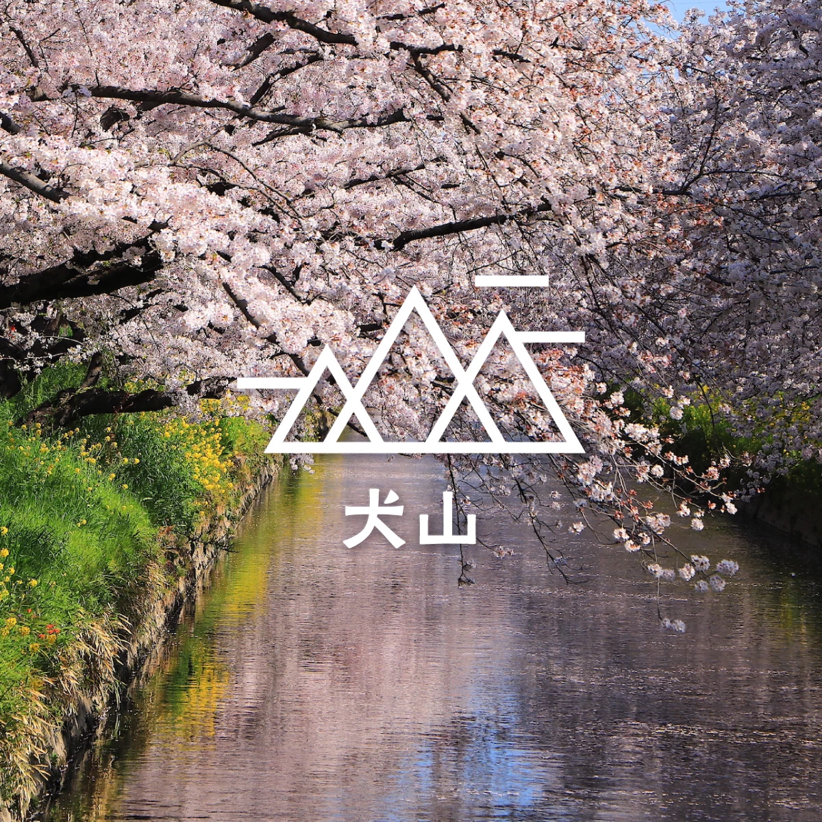 愛知の桜名所を巡るハイキング　犬山城や五条川の桜並木へ