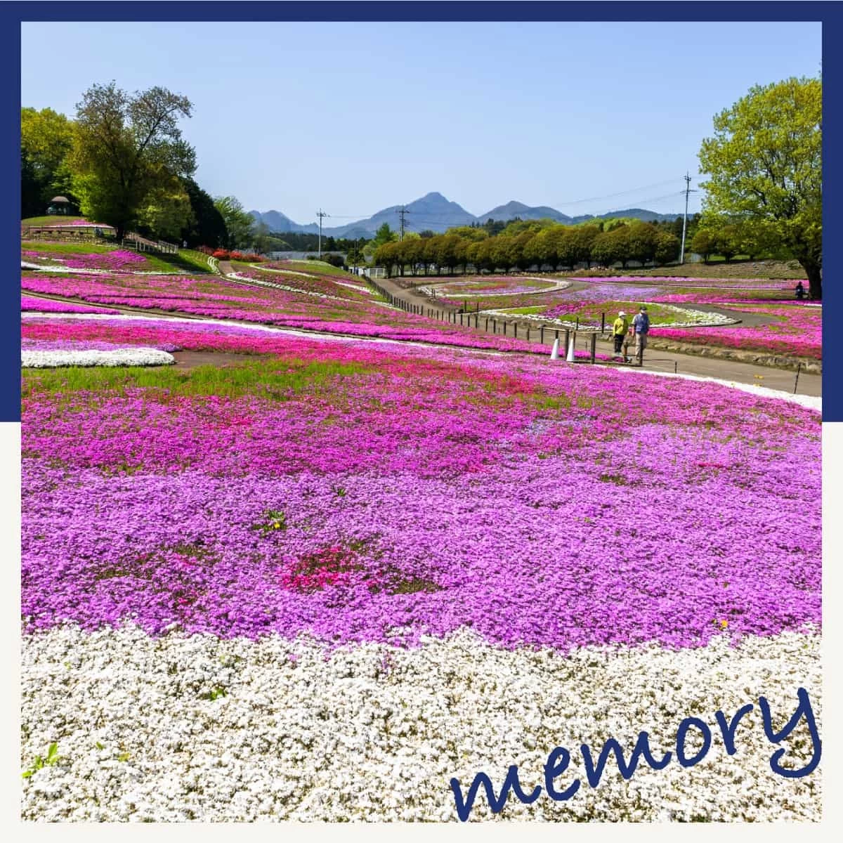 東京から高崎へ日帰りドライブ旅♪「みさと芝桜公園」や榛名山へ