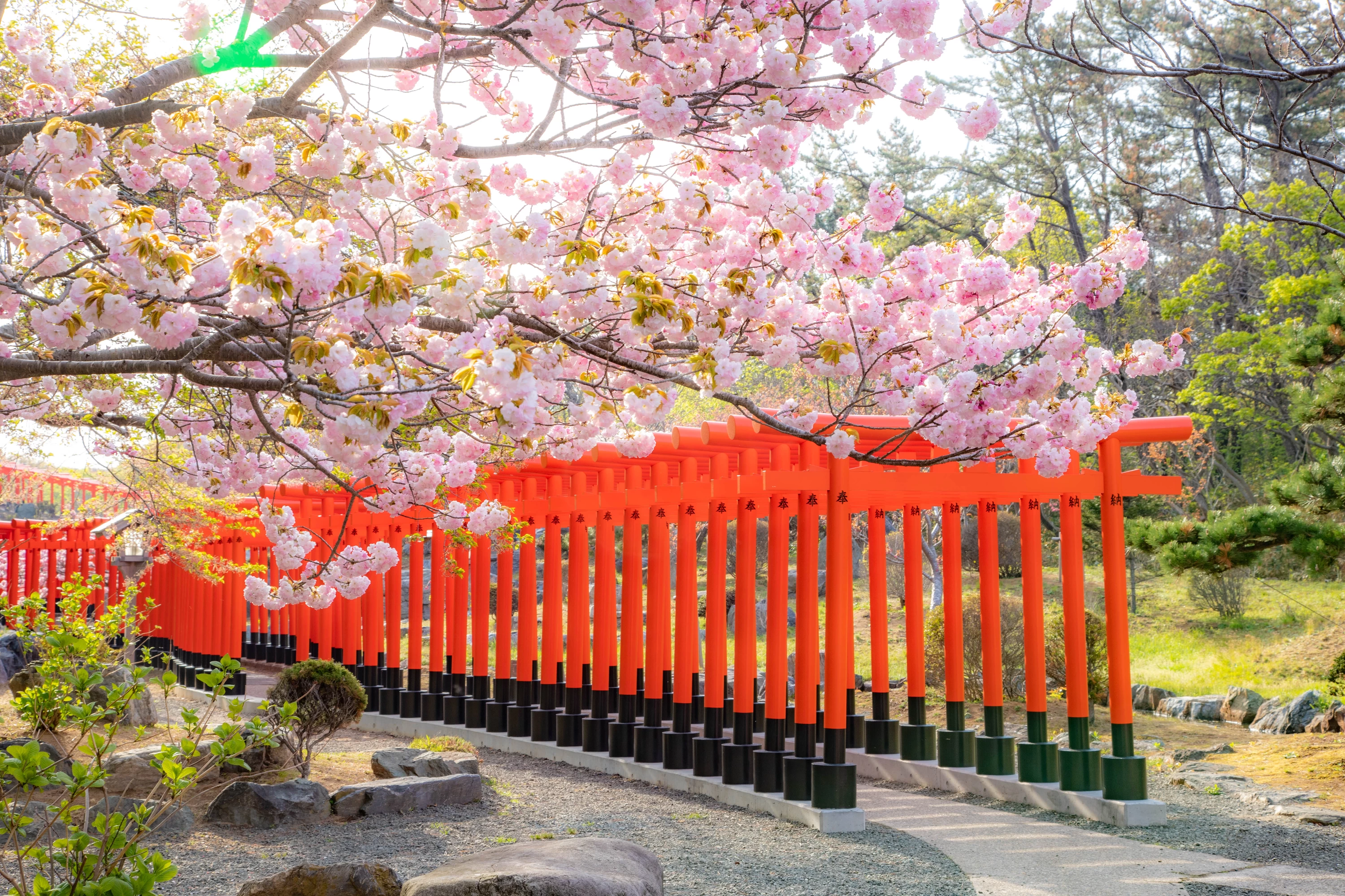 髙山稲荷神社＞神様と人をつなぐ朱の道「千本鳥居」｜弘前・五所川原の