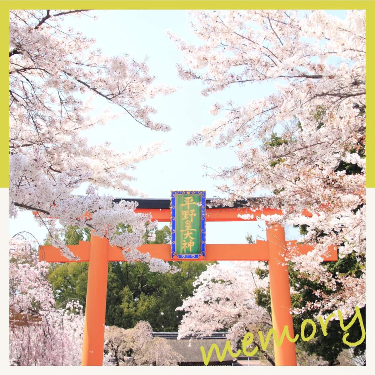 京都・桜の名所巡り♪二条城のライトアップも楽しむ日帰り女子旅