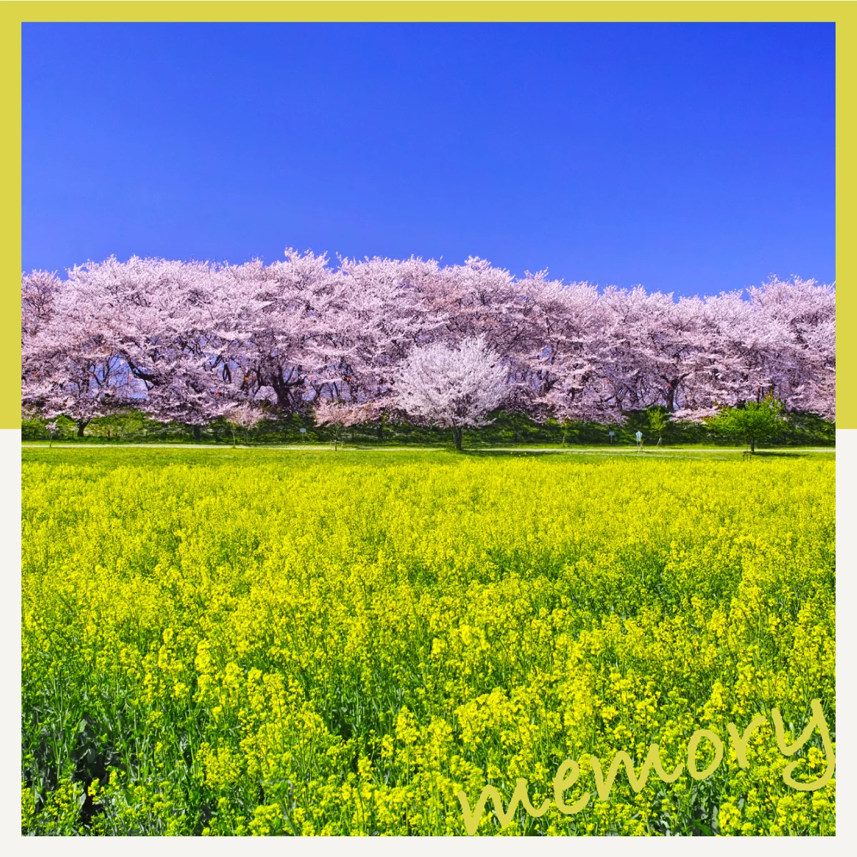 埼玉の「幸手桜まつり」へ子連れでお花見　東武動物公園も満喫！