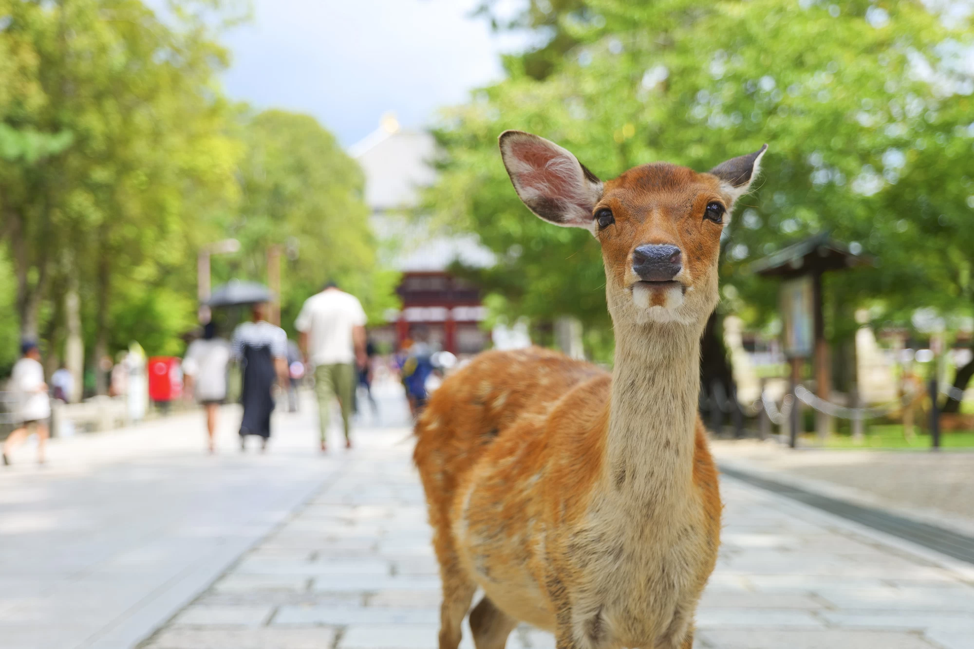 奈良公園・ならまちを散策♪友達と行く1泊2日観光モデルコース