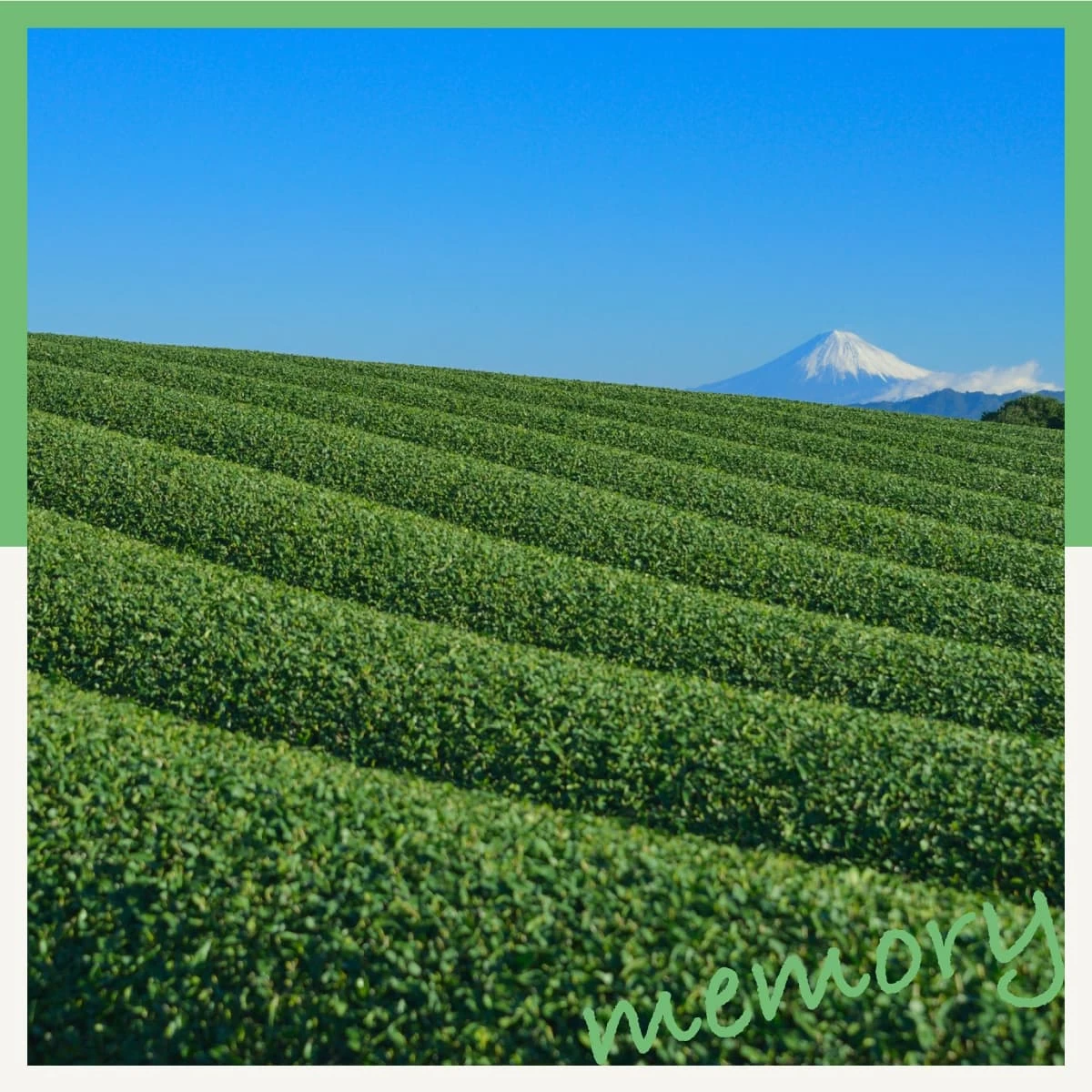 お茶の産地・静岡県島田市へ！茶の都ミュージアムも訪れる旅