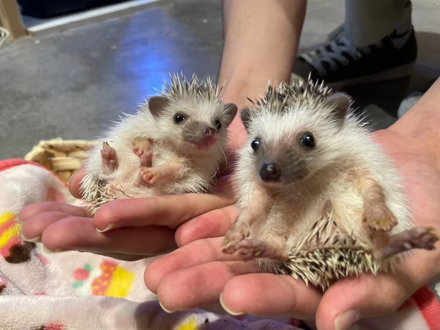 神戸でのんびり過ごす日帰り旅　動物カフェや六甲アイランドへ