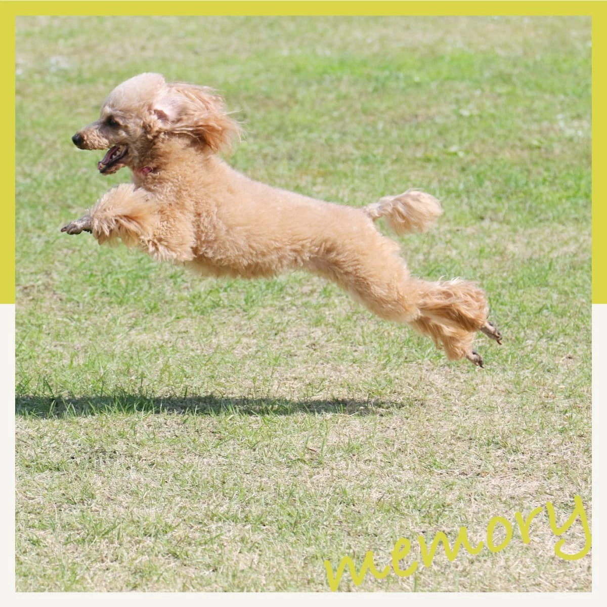 愛犬と渋谷・代々木公園へ！ドッグランやカフェを楽しむ休日散歩