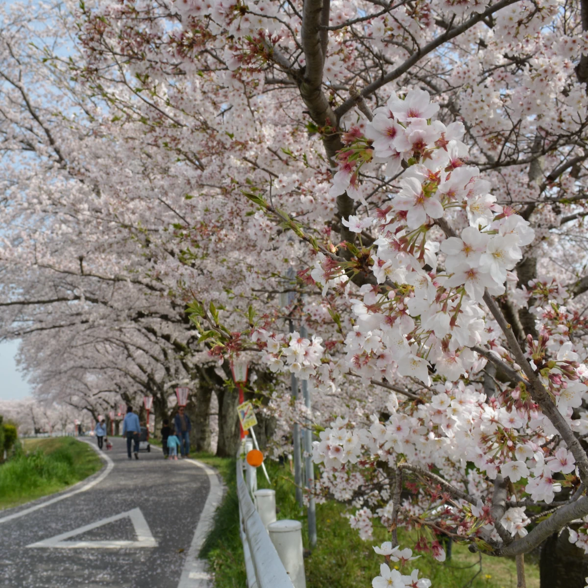 愛知・岡崎の桜名所＆グルメスポットへ！シェアサイクルで巡る旅