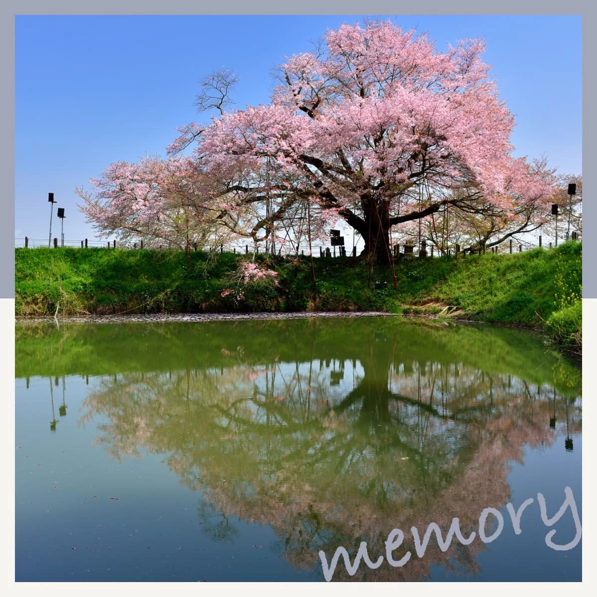 佐賀・鳥栖から久留米へお花見ドライブ！「浅井の一本桜」に感動