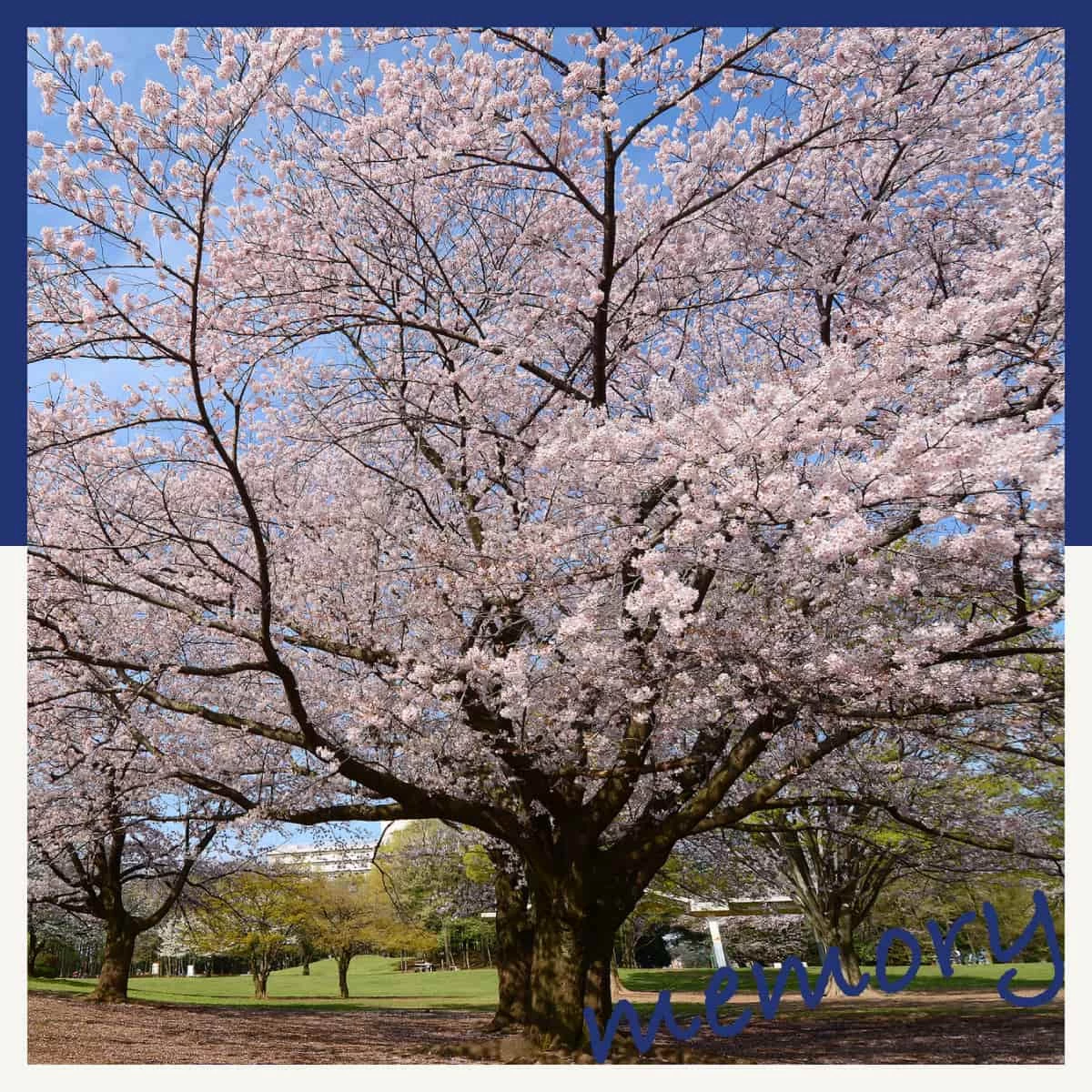 ハリー・ポッターのスタジオ東京ツアーへ！光が丘公園の桜も満喫