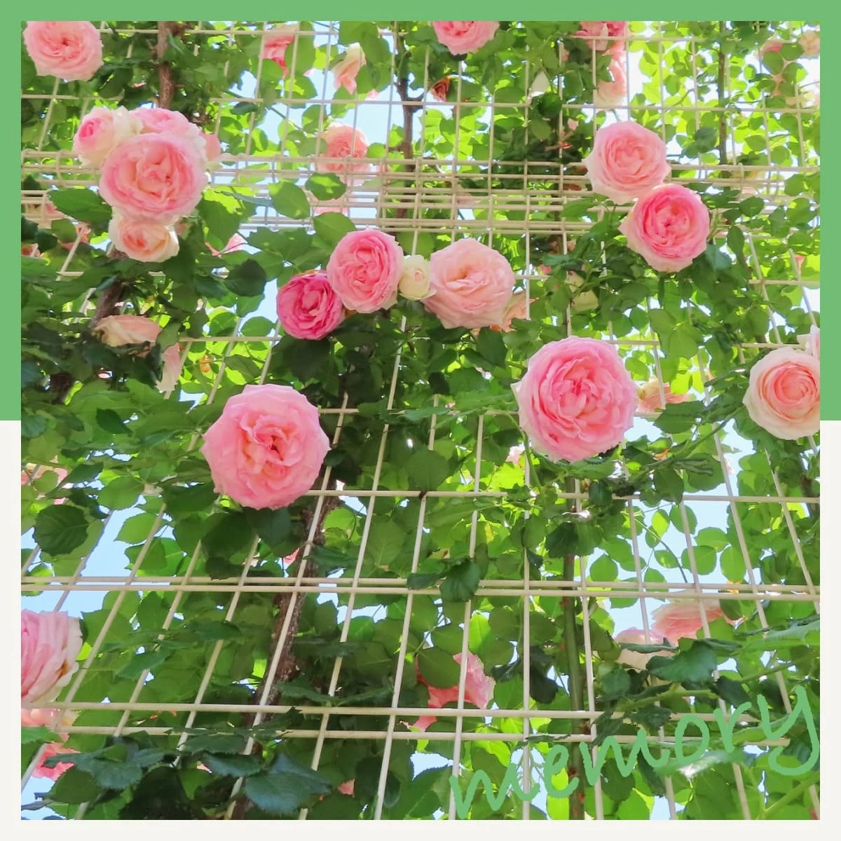 広島から福山バラ公園へ日帰りドライブ!ボルダリングも楽しむ旅