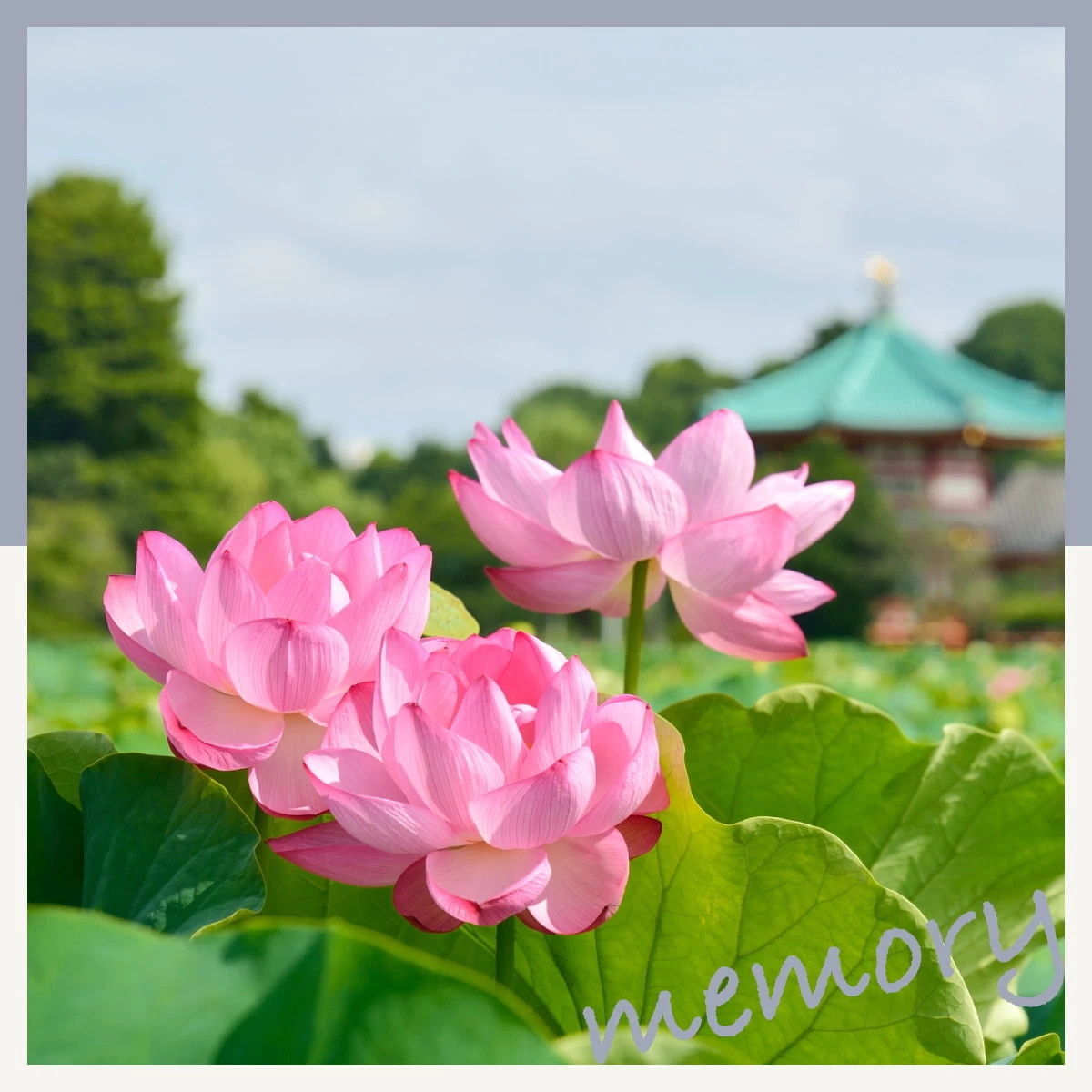 上野・不忍池で蓮の花を観賞！六本木の夜景で締める東京デート旅