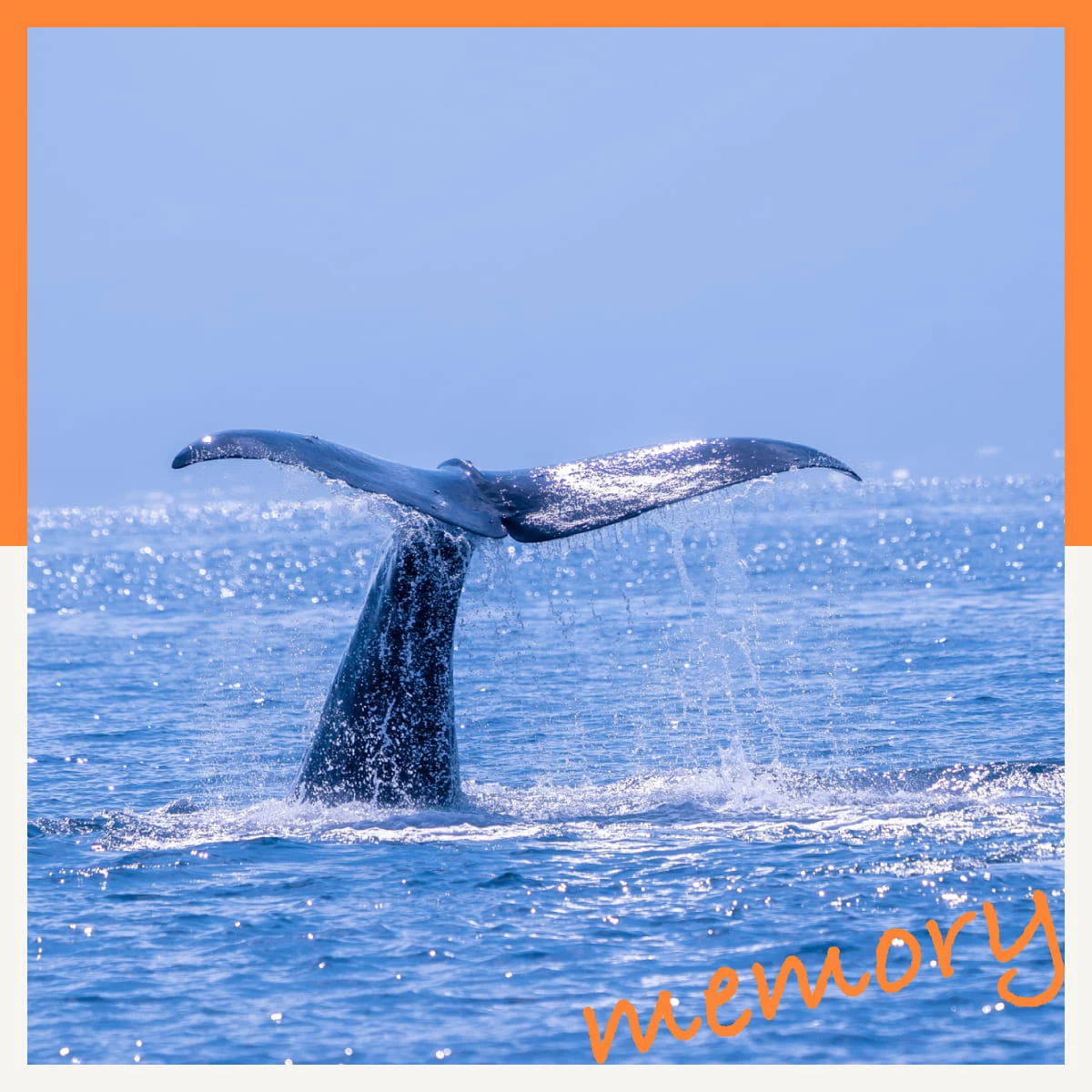 クジラに会いに夏の北海道へ！知床や阿寒湖を巡る1泊2日の旅