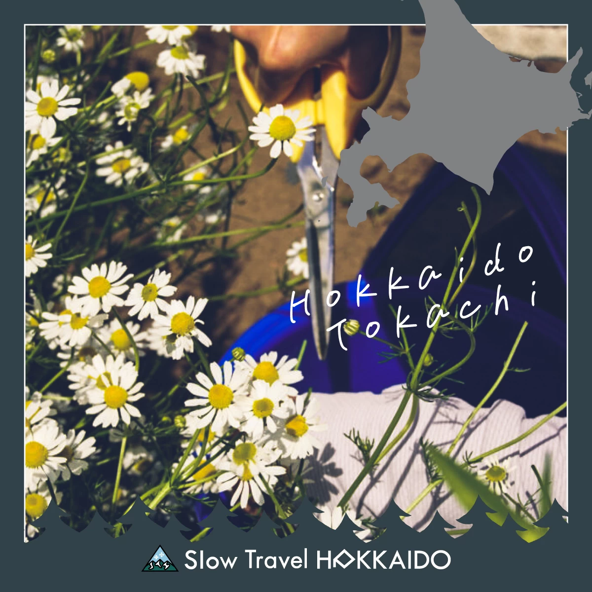 北海道・⼗勝でハーブに癒やされる旅へ 白樺並木&グルメも満喫