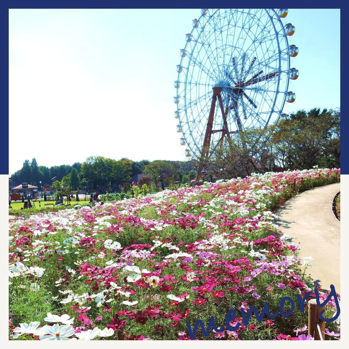 埼玉へコスモスを見に行こう♪東武動物公園も楽しむ秋の日帰り旅