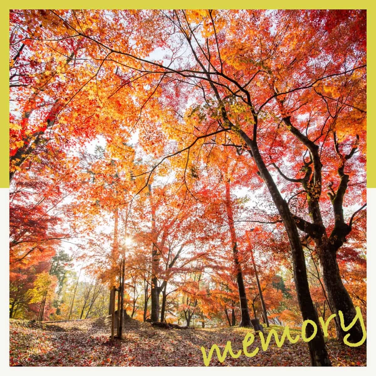 姫路城で紅葉×アートの没入体験！最上山公園も楽しむ日帰り旅
