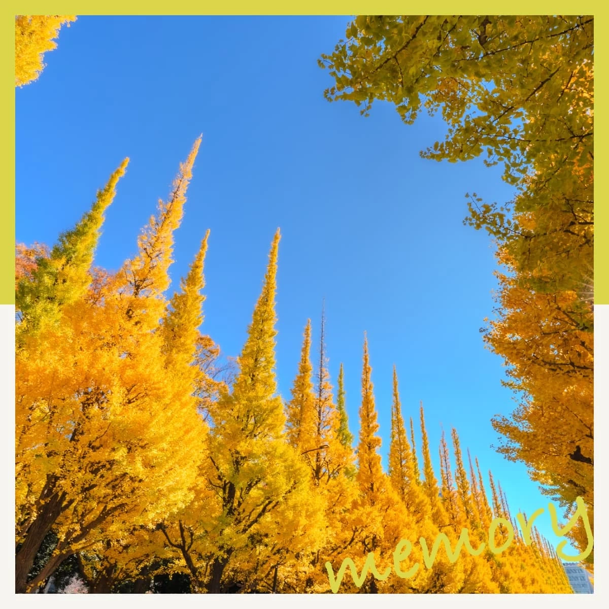 神宮外苑の東京クリスマスマーケットへ！黄葉のいちょう並木へも